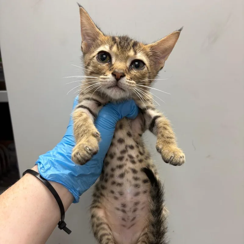 A baby small-sized male Domestic Short Hair cat named Rectangle for adoption in Columbiana, AL
