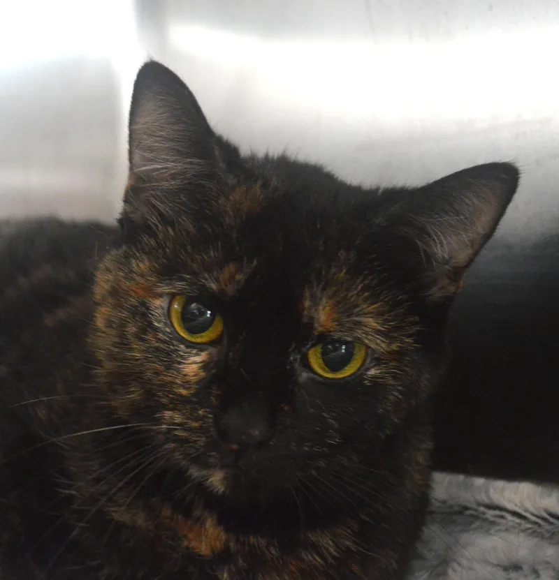 A young medium-sized female Tortoiseshell Domestic Short Hair cat named Climber for adoption in House Springs, MO