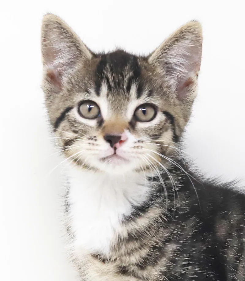 A baby small-sized male Tabby (Brown / Chocolate) Tabby cat named Mac  He's beyond for adoption in Bedford Hills, NY