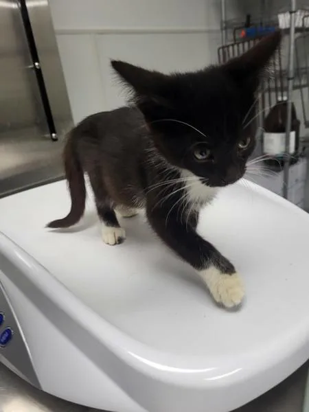A baby small-sized female Domestic Medium Hair cat named If Midnight for adoption in Lawrenceville, GA