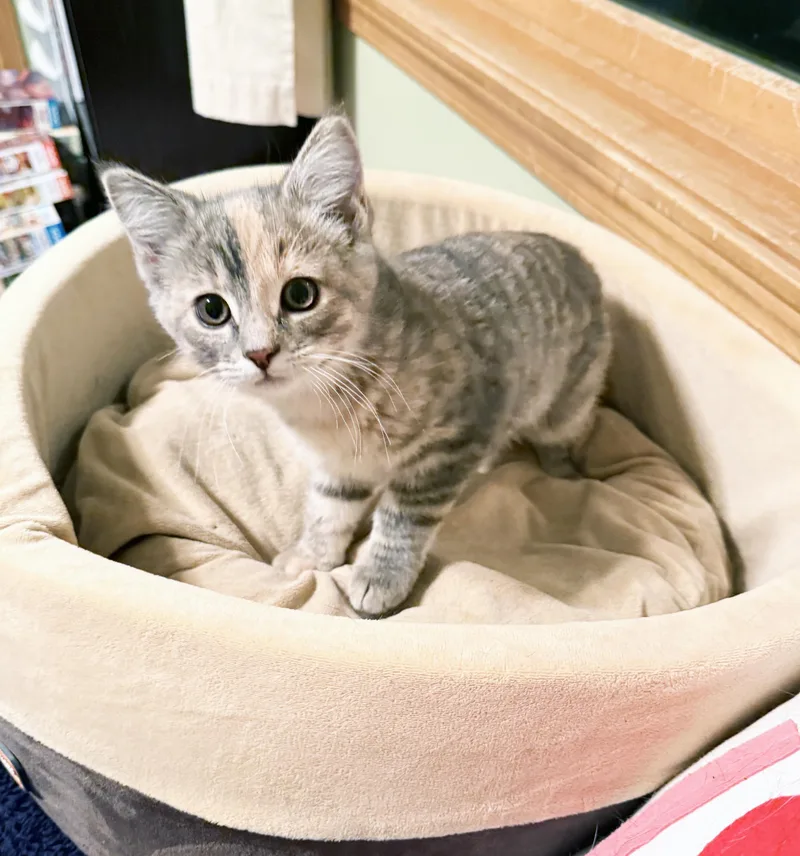 A baby medium-sized female Dilute Tortoiseshell cat named Sadie  friendly playful for adoption in Neenah, WI