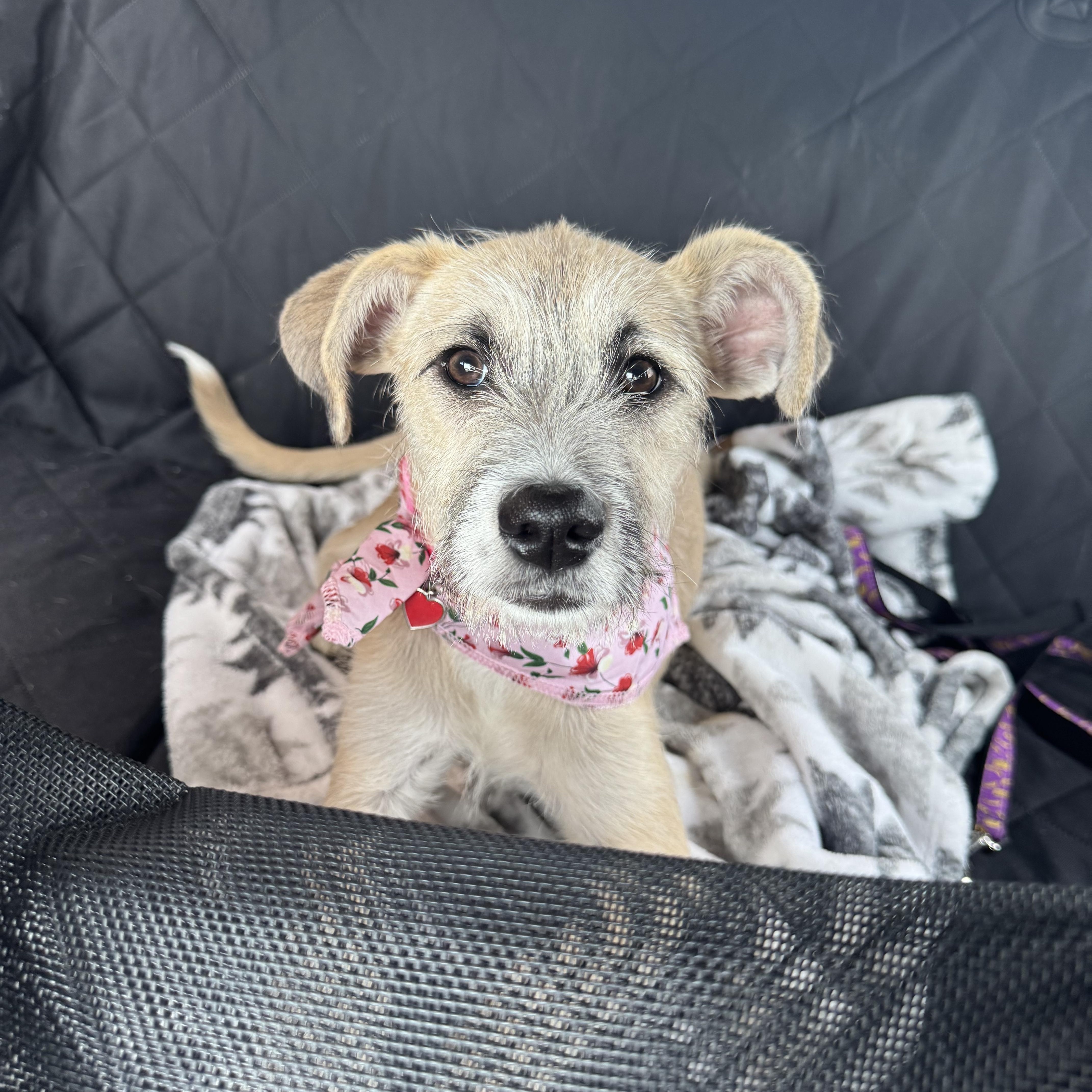 A baby medium-sized female Shepherd dog named Honey for adoption in San Antonio, TX