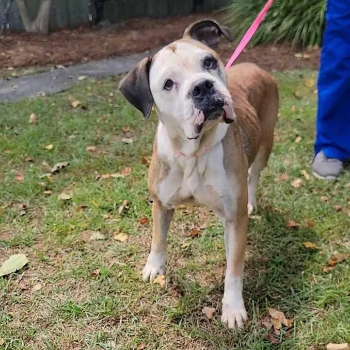 An adult medium-sized female Brown / Chocolate American Bulldog dog named Billie for adoption in Valdosta, GA