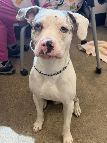 A baby medium-sized male White / Cream Pit Bull Terrier dog named Julius for adoption in Cleveland, OH