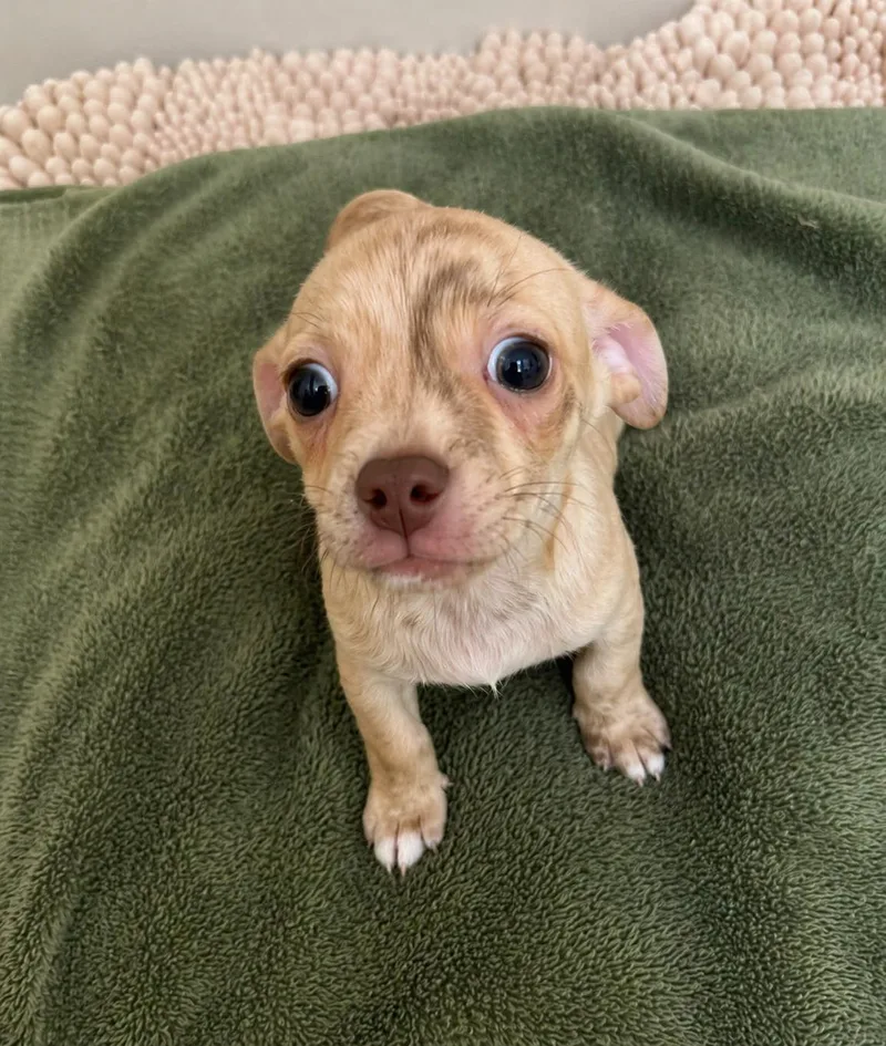 A baby small-sized male Brindle Chihuahua dog named Pippie for adoption in Ashland, KY
