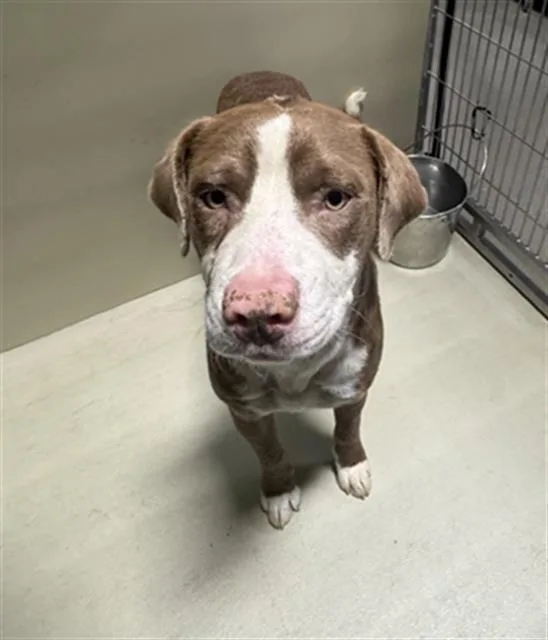A young medium-sized male White / Cream Pit Bull Terrier dog named Ken URGENT for adoption in Thousand Oaks, CA