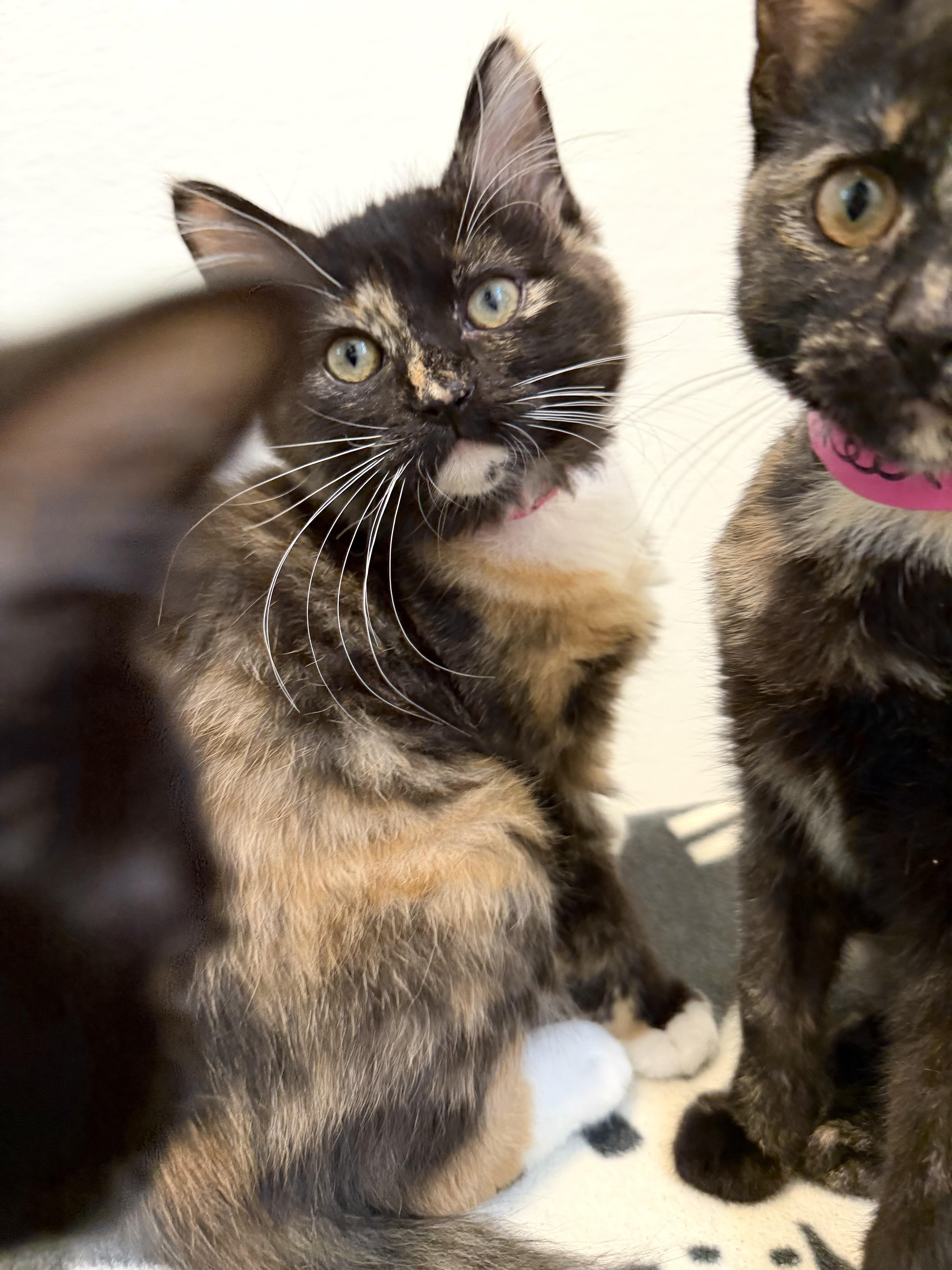 A baby medium-sized female Tortoiseshell Domestic Medium Hair cat named Hazelnut for adoption in Chicago, IL