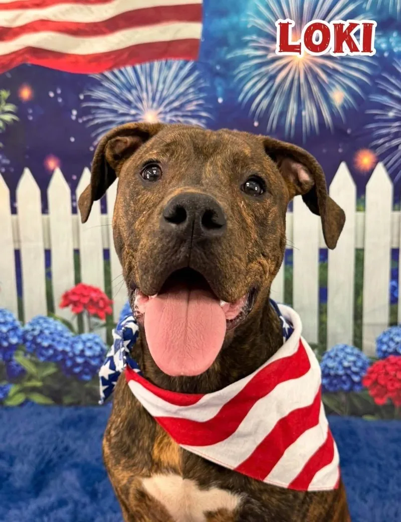 A young medium-sized male Brindle Mixed Breed dog named Loki for adoption in Flint, MI