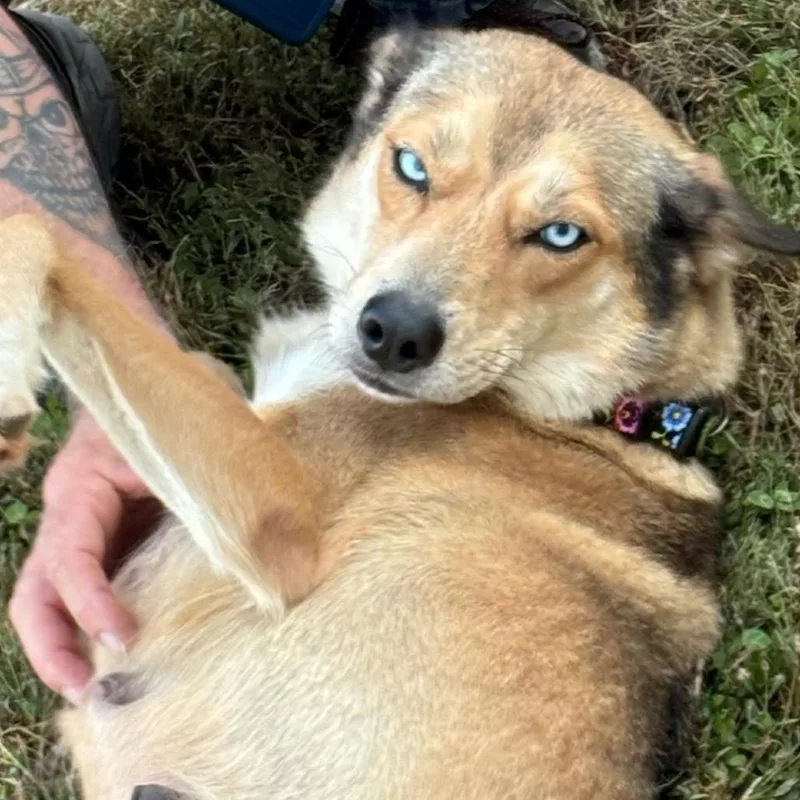 An adult medium-sized female Yellow / Tan / Blond / Fawn German Shepherd Dog named Jolene for adoption in Lenoir, NC