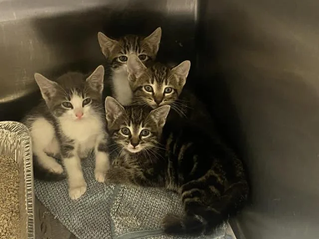 A baby small-sized female Domestic Short Hair cat named Kiersey for adoption in Tustin, CA