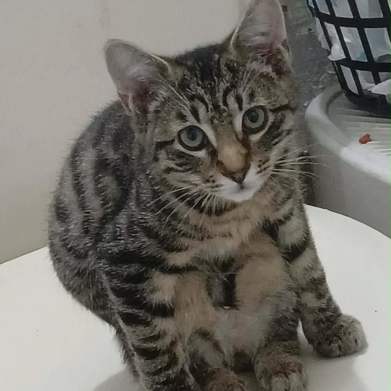 A baby small-sized male Domestic Short Hair cat named Maximus for adoption in Jupiter, FL