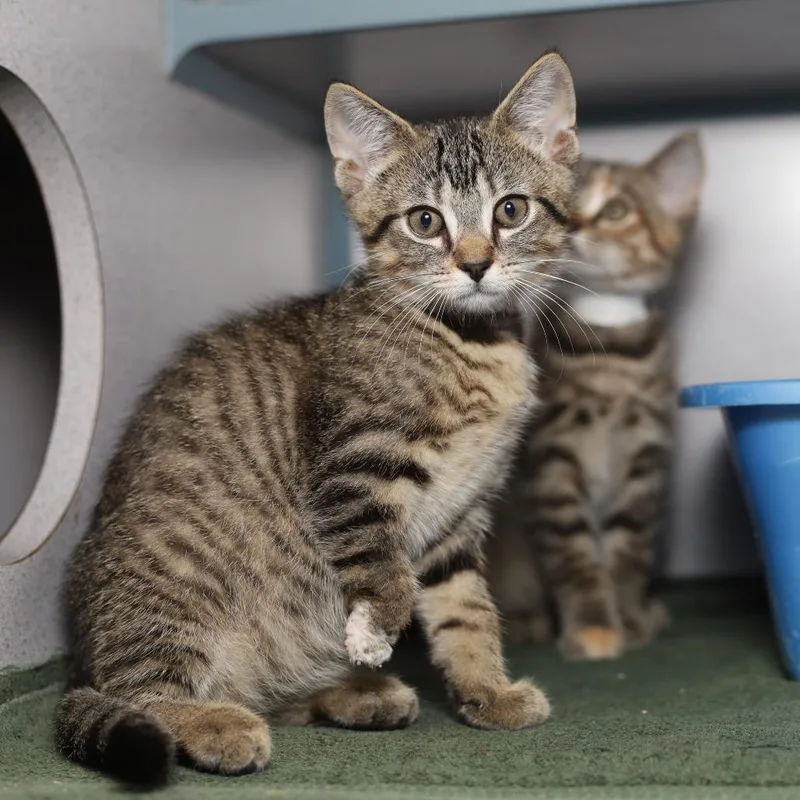 A baby small-sized male Brown / Chocolate Domestic Short Hair cat named The Fox for adoption in Evansville, IN