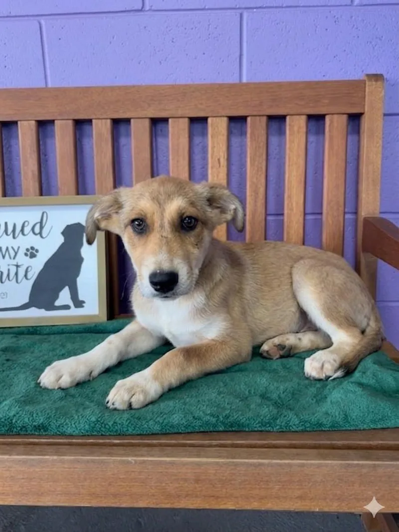 A baby medium-sized female Shepherd dog named Rose for adoption in North Prairie, WI