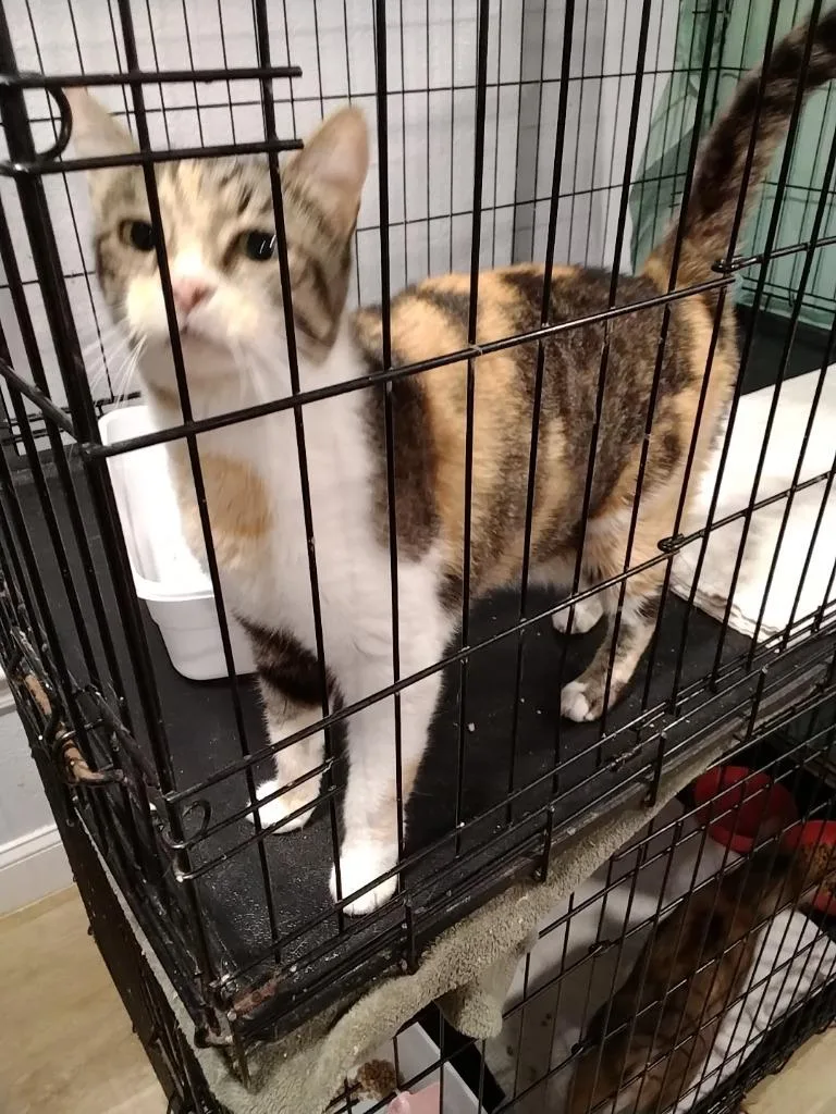 A young medium-sized female Domestic Short Hair cat named Callie for adoption in Richland Hills, TX