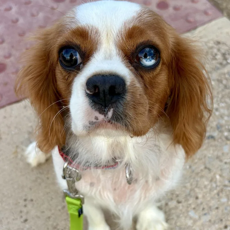 An adult small-sized female White / Cream Cavalier King Charles Spaniel dog named Lottie for adoption in Sinking Spring, PA