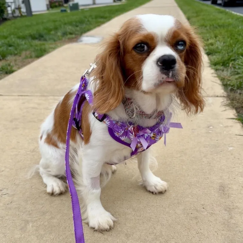 Lottie thumbnail 5