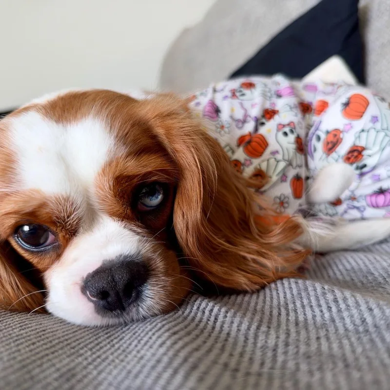 Lottie thumbnail 6