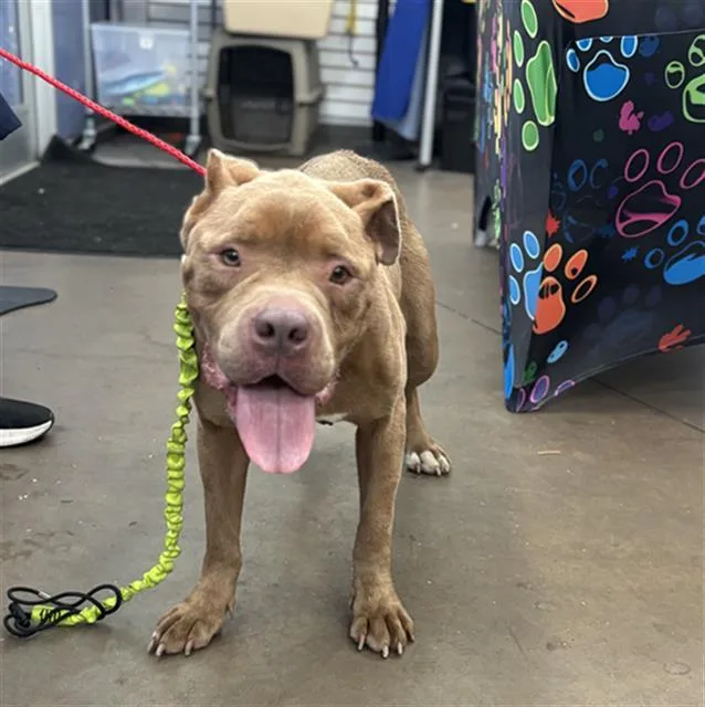 An adult large-sized female Mixed Breed dog named Gigi for adoption in Dallas, TX