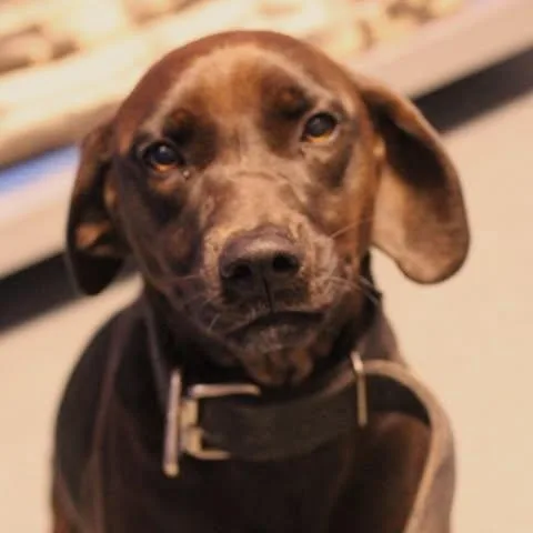 An adult medium-sized female Labrador Retriever dog named Licorice for adoption in Fredericksburg, VA