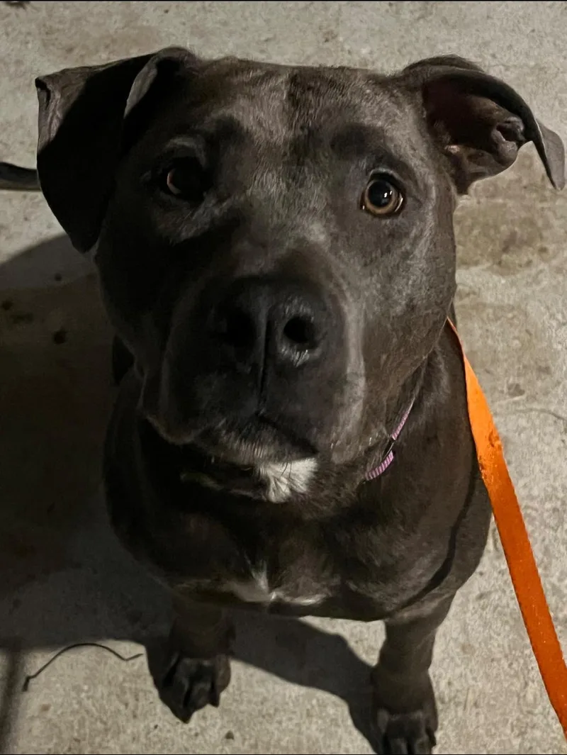 A young large-sized female Gray / Blue / Silver Pit Bull Terrier dog named Sarah for adoption in Wilmington, NC