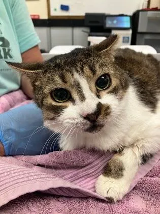 A senior medium-sized female Domestic Short Hair cat named Duster for adoption in Palm Coast, FL