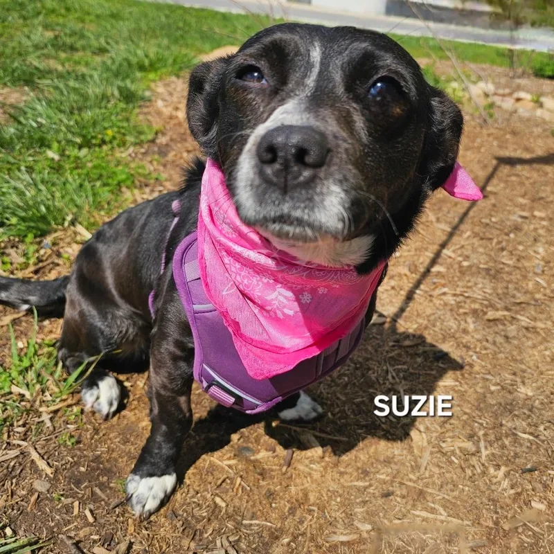 Suzie