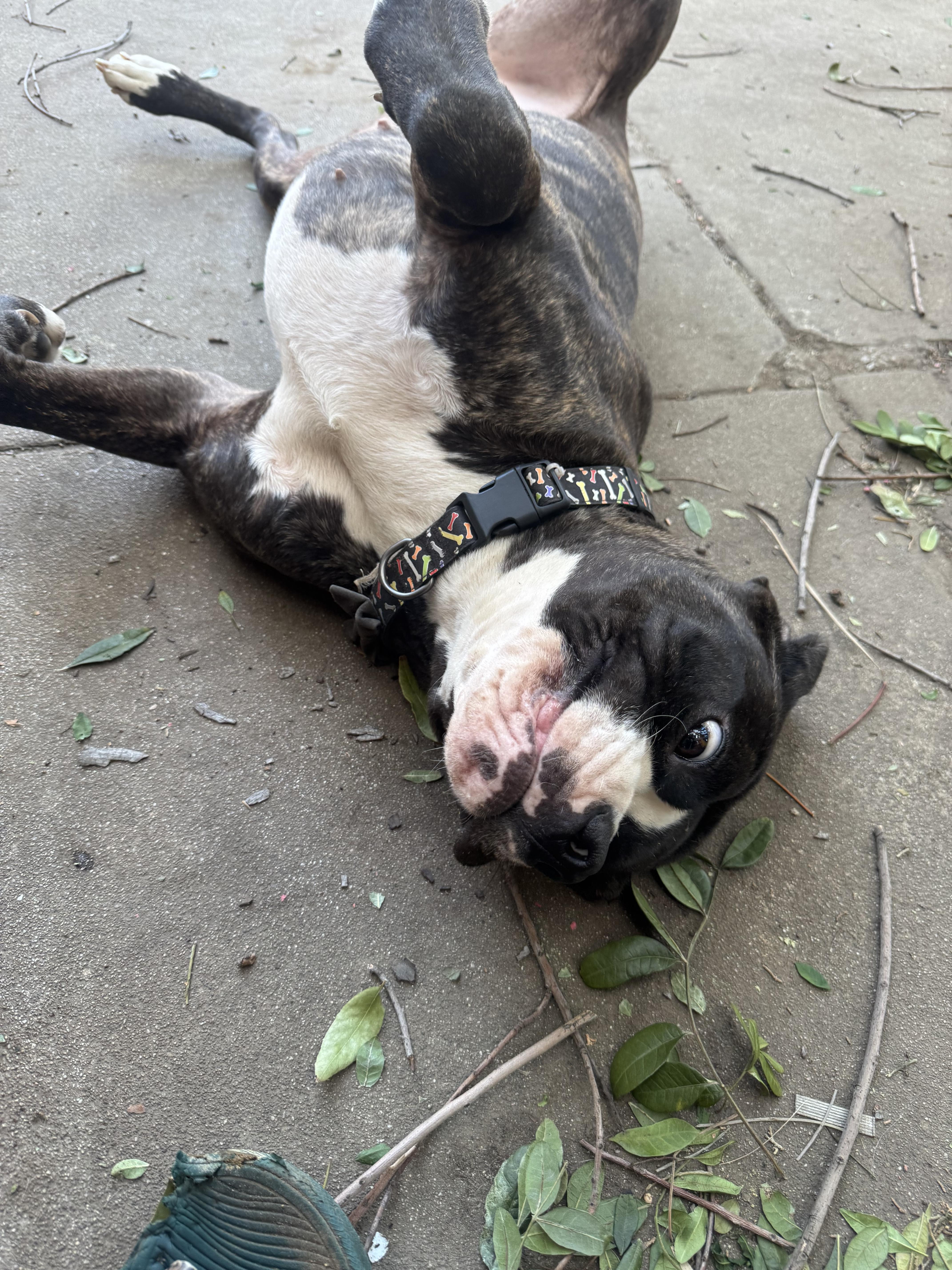 Emma Wigglebutts thumbnail 2