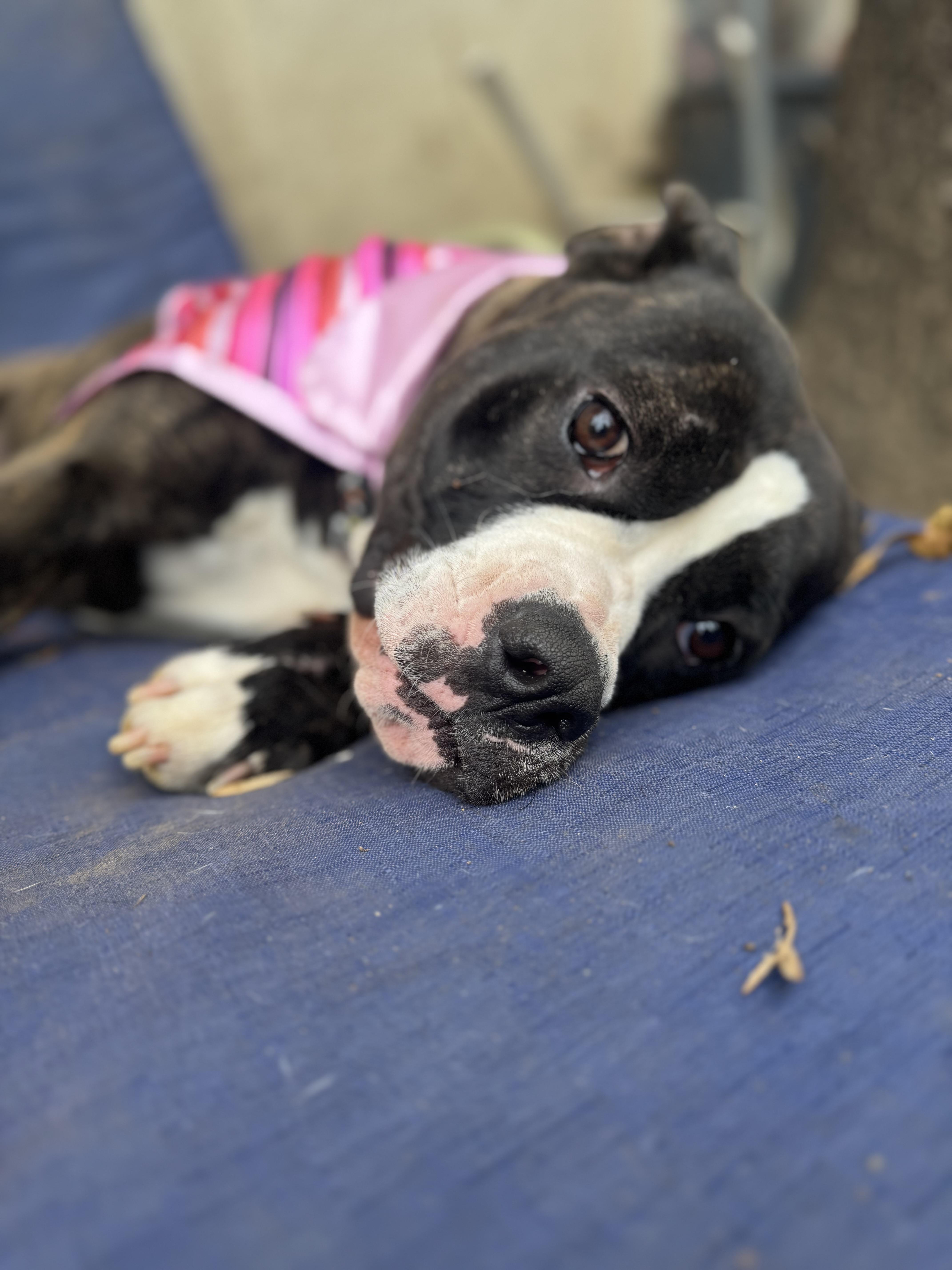 Emma Wigglebutts thumbnail 4