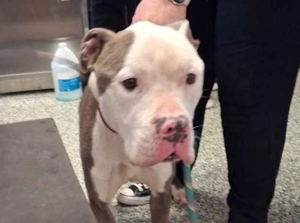 An adult large-sized male Pit Bull Terrier dog named Pumba for adoption in Olathe, KS