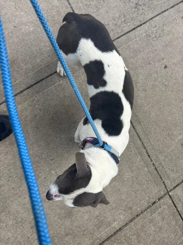 Kenjaku thumbnail 3