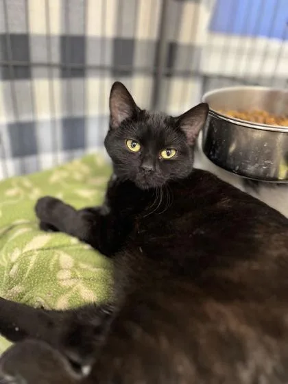 A baby small-sized female Domestic Short Hair cat named Mavis for adoption in Humboldt, IA