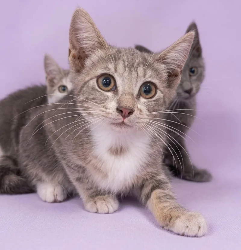 A baby small-sized female Domestic Short Hair cat named Nora for adoption in Los Angeles, CA