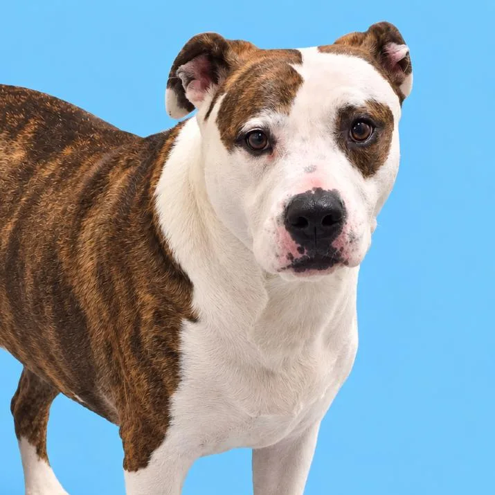 An adult large-sized female Pit Bull Terrier dog named Margie for adoption in Concord, NC