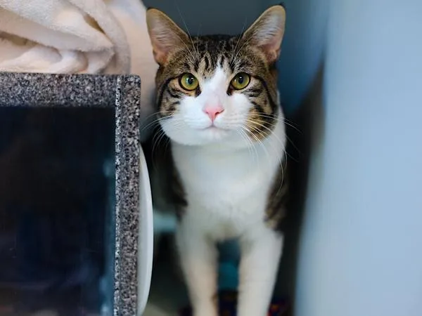 A young medium-sized male Domestic Short Hair cat named Leon for adoption in Ridgewood, NY