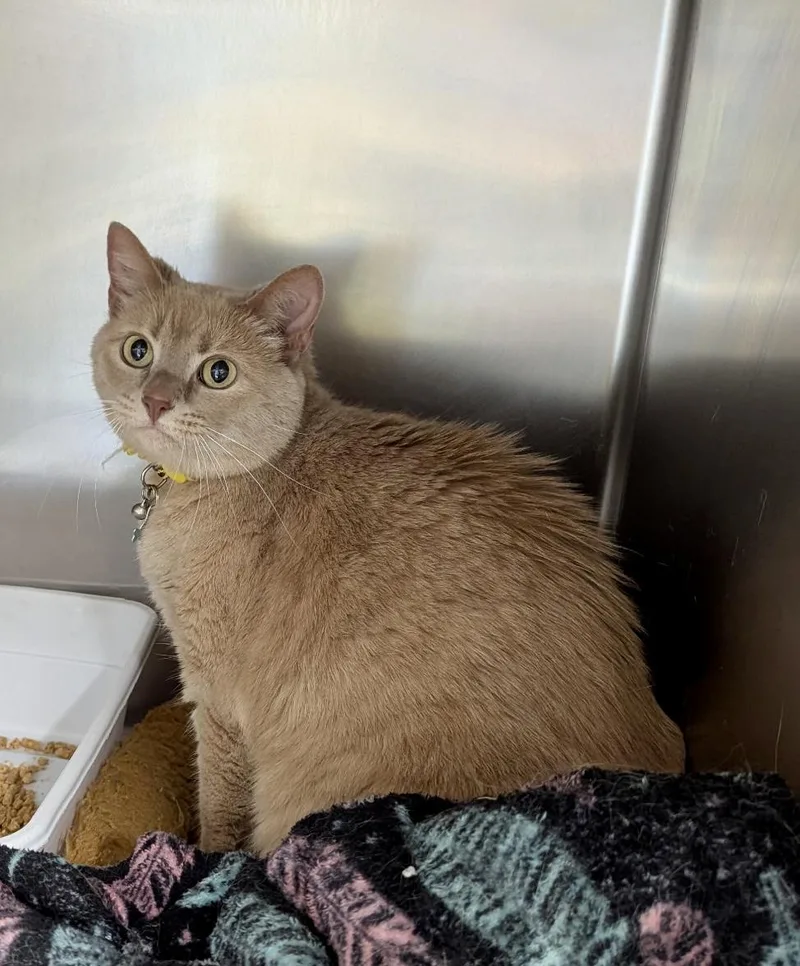 An adult medium-sized female Tabby (Orange / Red) Domestic Short Hair cat named Rose for adoption in Petersburg, VA