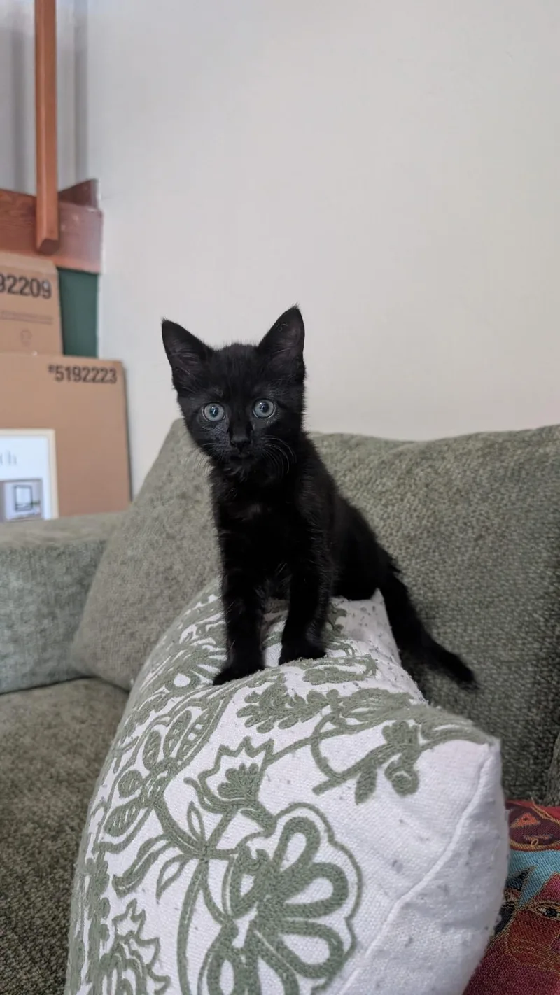 A baby medium-sized female Black Domestic Short Hair cat named Sable for adoption in Sunrise, FL