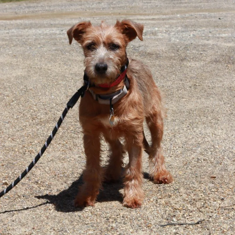 A baby medium-sized female Yellow / Tan / Blond / Fawn Mixed Breed dog named Ct Cecily for adoption in Stormville, NY