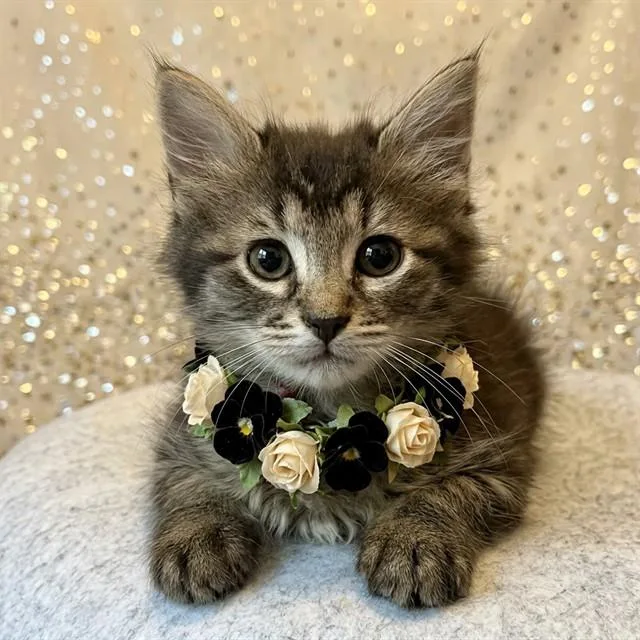 Bellatrix