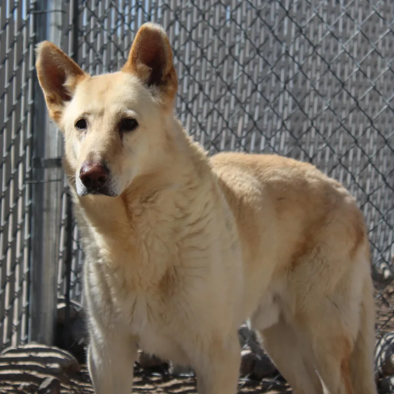 A senior large-sized male Apricot / Beige German Shepherd Dog dog named Kiki for adoption in Yucca Valley, CA