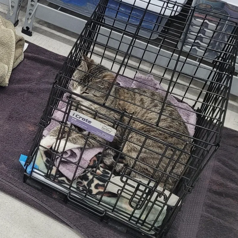 An adult medium-sized female Brown / Chocolate Domestic Short Hair cat named B Wesa for adoption in Centralia, WA