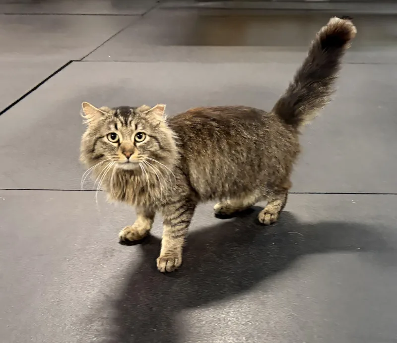 Mr. Fluffy Pants