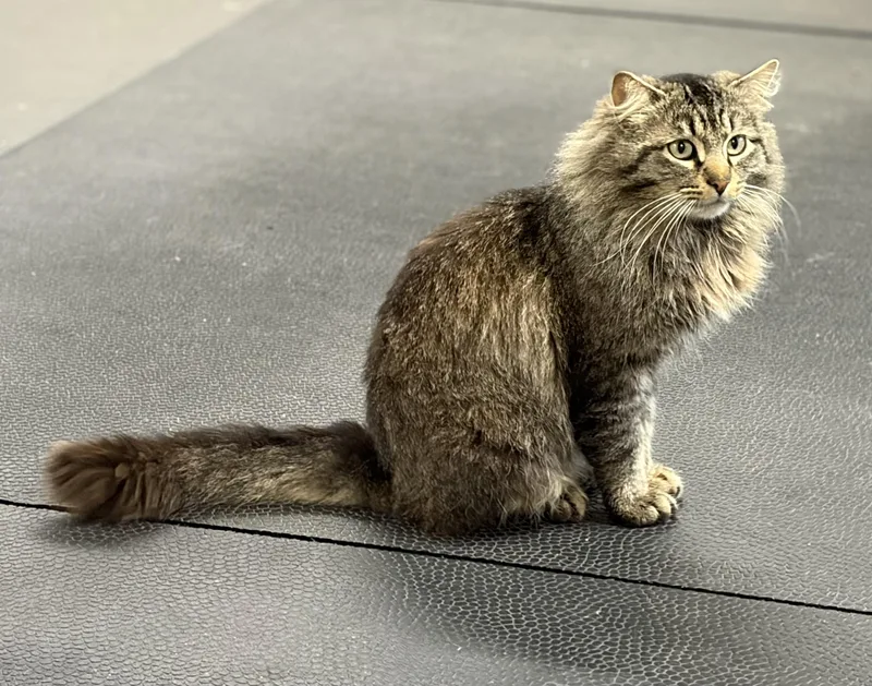 Mr. Fluffy Pants thumbnail 2