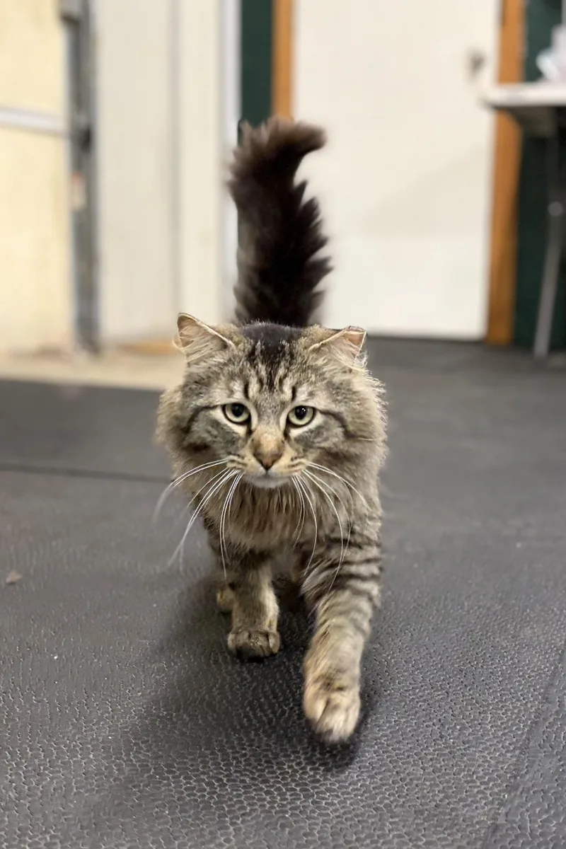 Mr. Fluffy Pants thumbnail 3