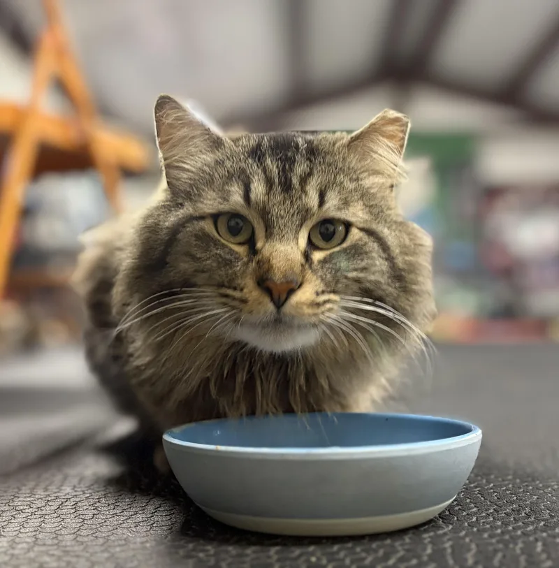 Mr. Fluffy Pants thumbnail 4