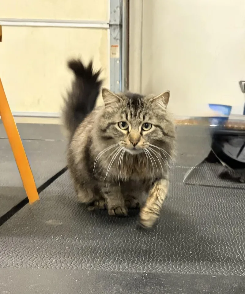 Mr. Fluffy Pants thumbnail 5
