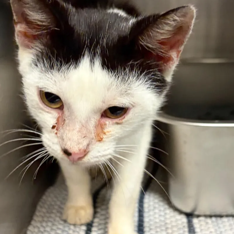 A baby medium-sized male Domestic Short Hair cat named Squeek for adoption in Evensville, TN