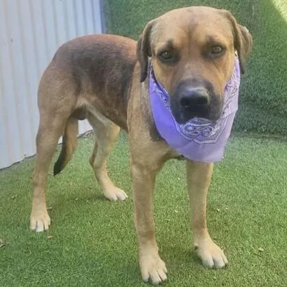 An adult medium-sized male Black Mixed Breed dog named Houston for adoption in Houston, TX