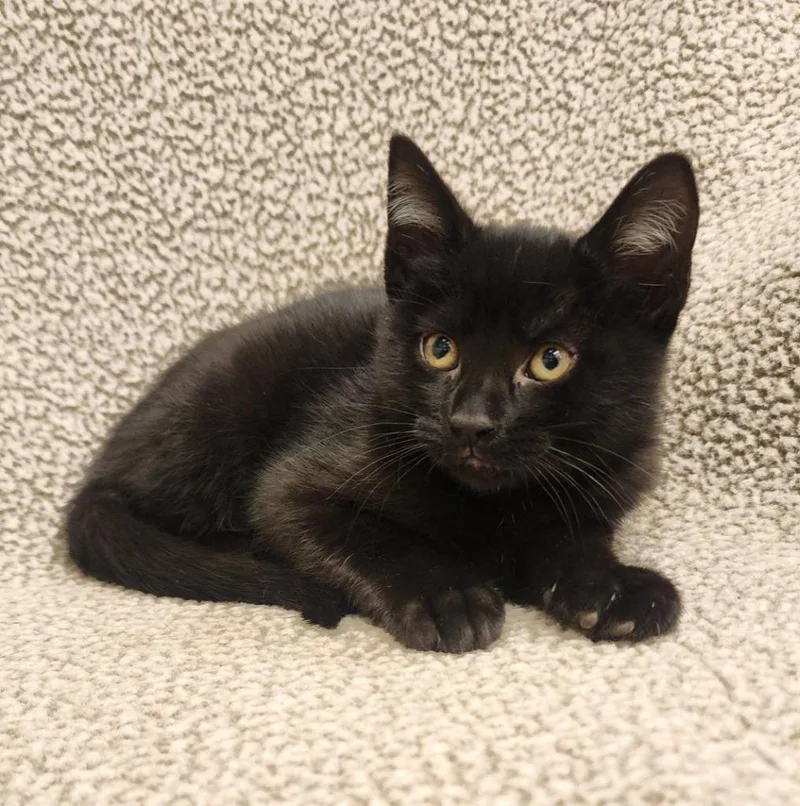 A baby small-sized female Domestic Short Hair cat named Azura for adoption in Superior, WI