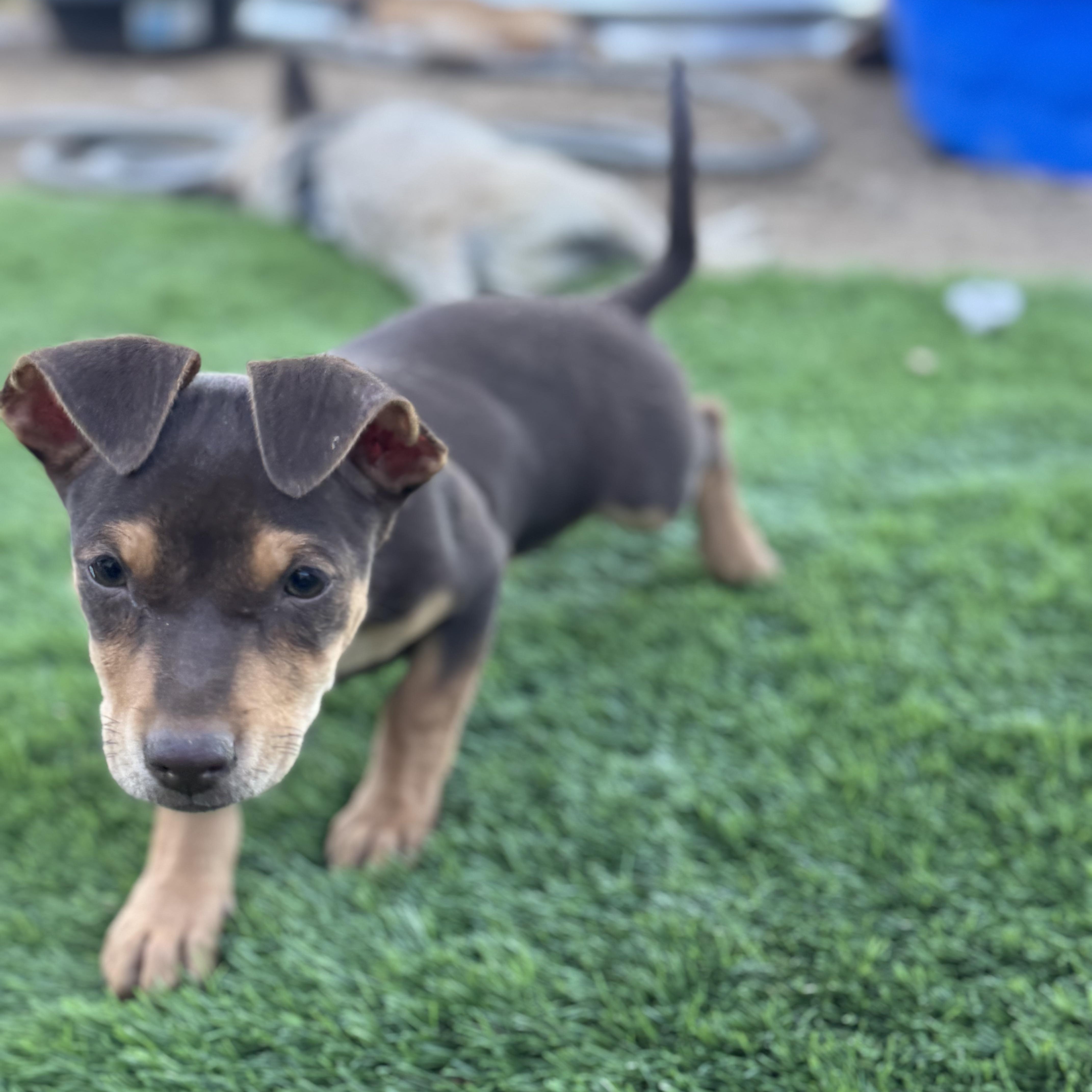 A baby small-sized female Brown / Chocolate Chihuahua dog named Ms. Cutie Pie Pisley for adoption in Ridgefield, WA