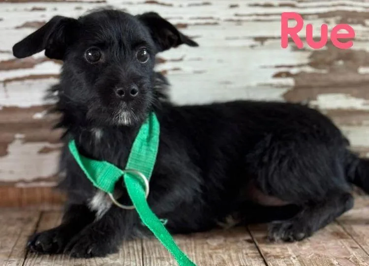 A young small-sized female Black Terrier dog named Rue for adoption in Carrollton, TX